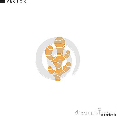 Ginger vector illustration. Isolated ginger root on white background Vector Illustration